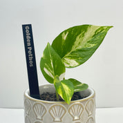 Black acrylic plant marker with golden pothos plant engraved