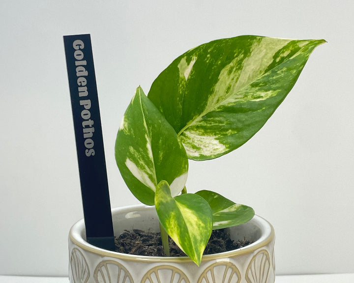 Black acrylic plant marker with golden pothos plant engraved