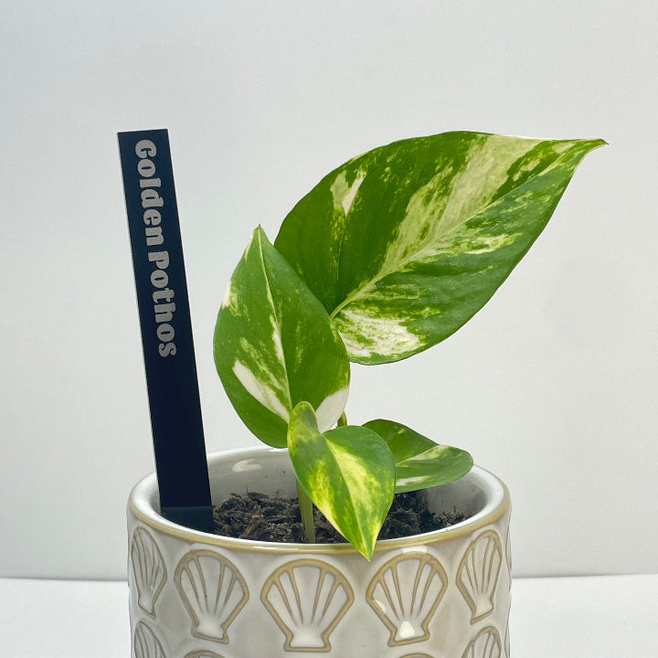 Black acrylic plant marker with golden pothos plant engraved