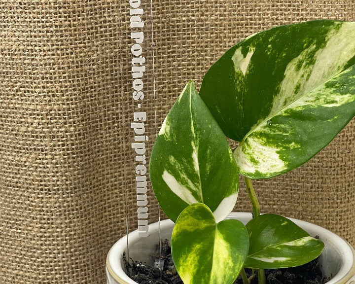 Clear acrylic plant marker with golden pothos plant label