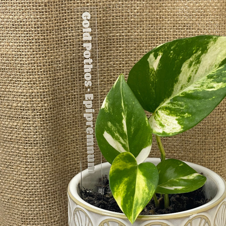 Clear acrylic plant marker with golden pothos plant label
