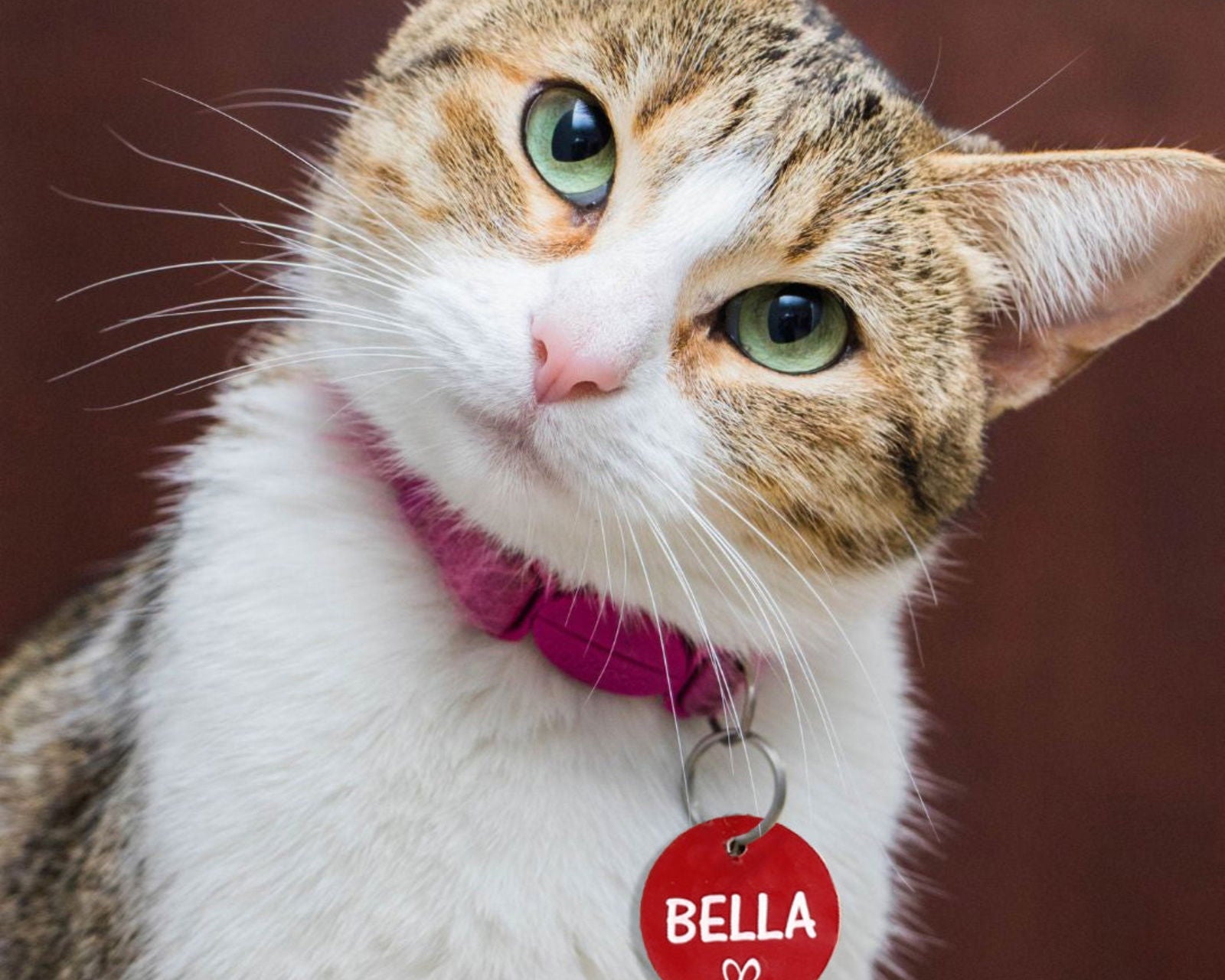 Custom Pet Tags red sample with cat bella