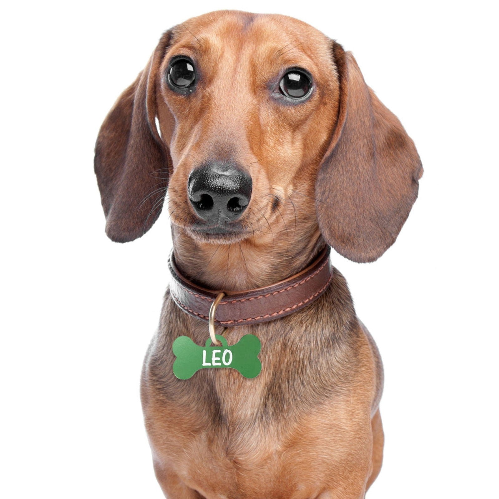 Custom Pet Tags sample with dog named Leo