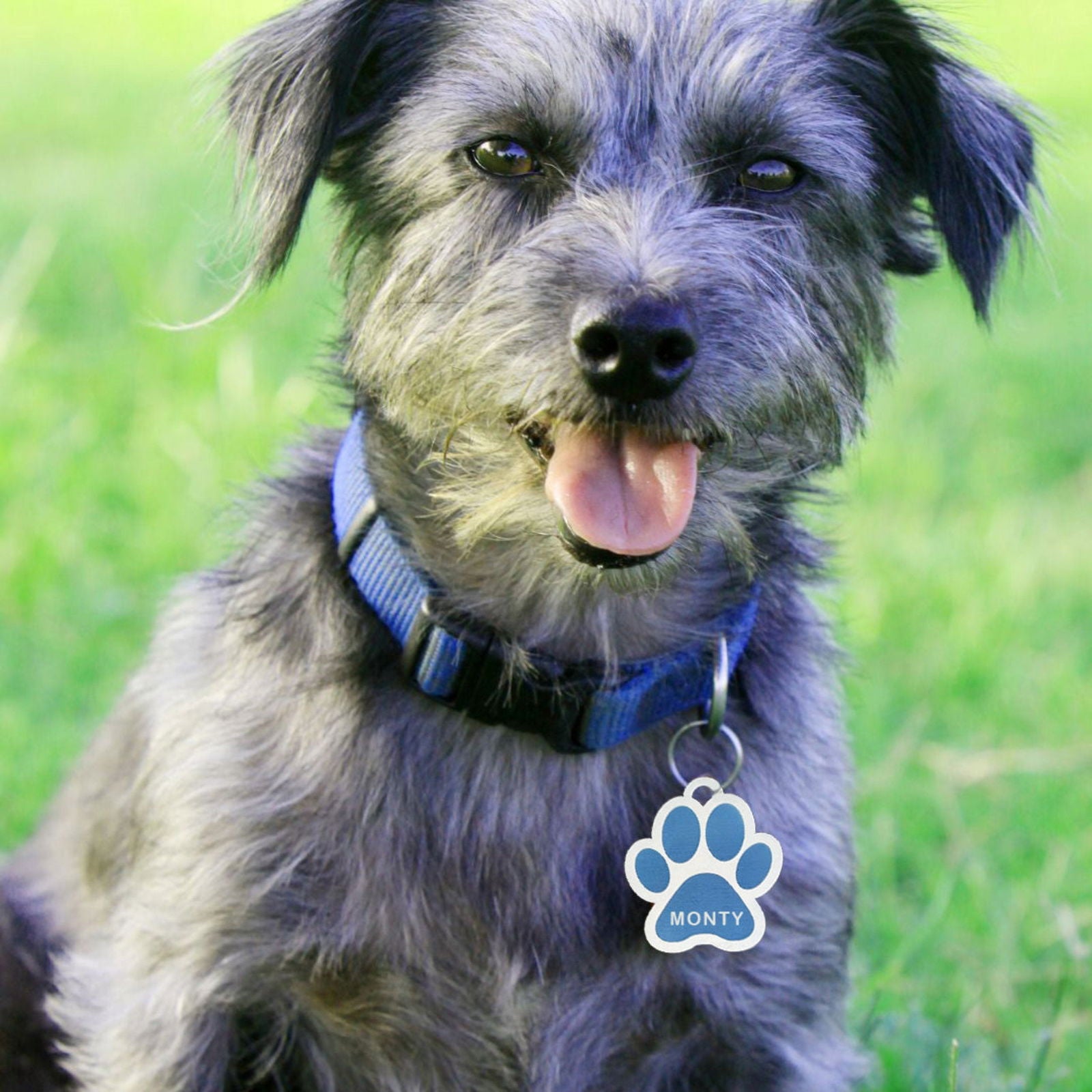 Custom Pet Tags sample with dog named Monty