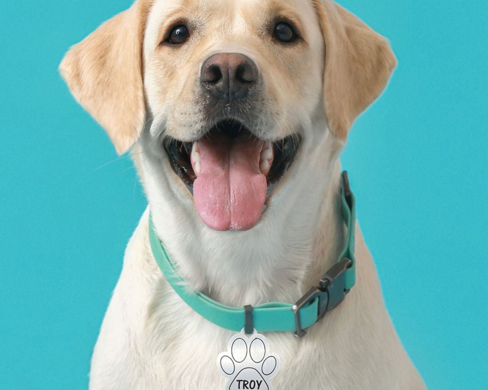 Custom Pet Tags sample with dog named Troy