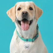 Custom Pet Tags sample with dog named Troy