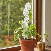 Monstera Leaf Plant Trellis for Decorative Plant Support
