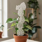 Monstera Leaf Plant Trellis with Personalised Message