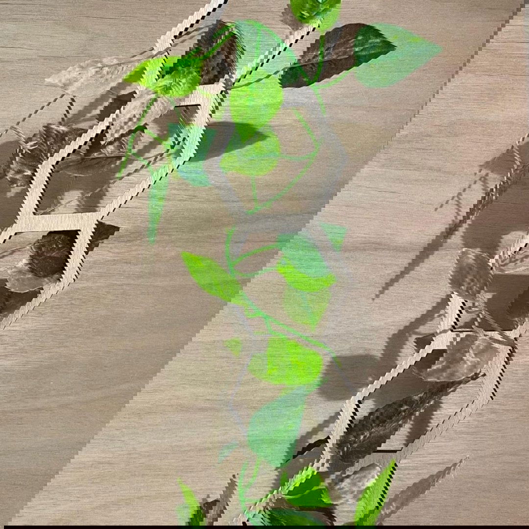 Plant Trellis design B option