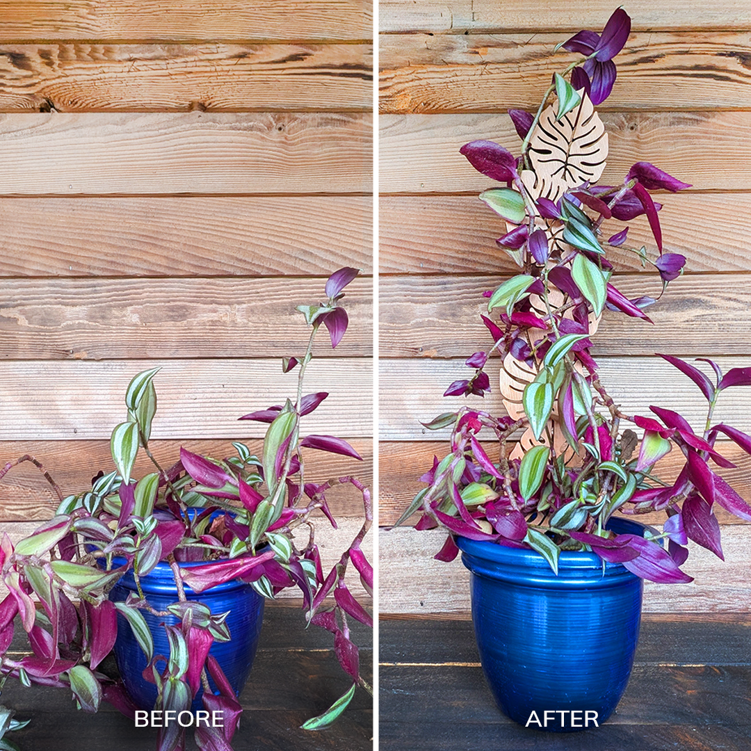 Decorative Plant Trellis