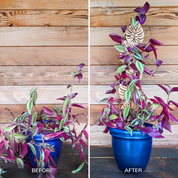 Decorative Plant Trellis