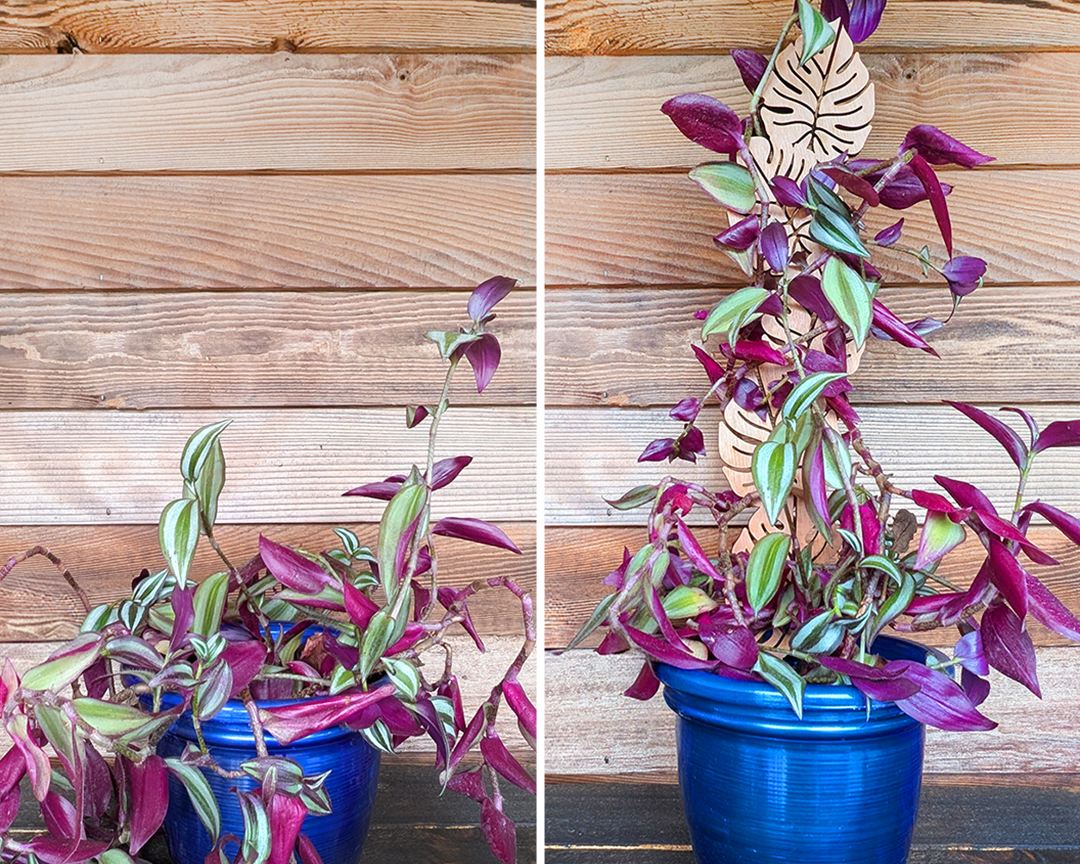 Trellis-Wood_Design-A_01_Image_Before_After.png
