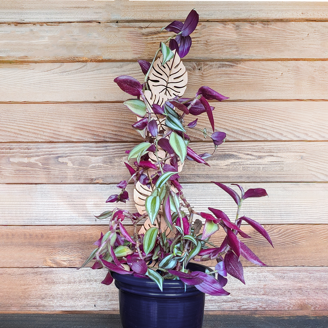 Trellis-Wood_Design-A_01_Image_Front-View_8ded6769-b370-4dea-b178-c058fb54f1a1.png