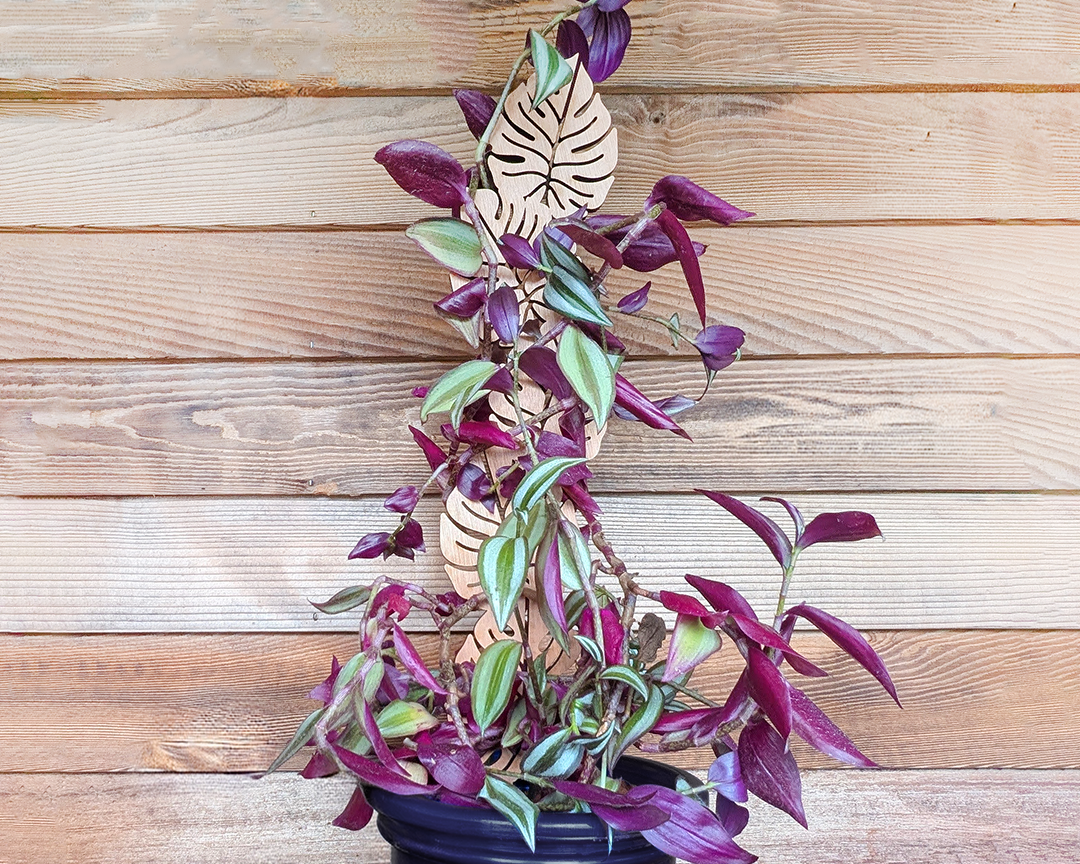 Trellis-Wood_Design-A_01_Image_Front-View_8ded6769-b370-4dea-b178-c058fb54f1a1.png