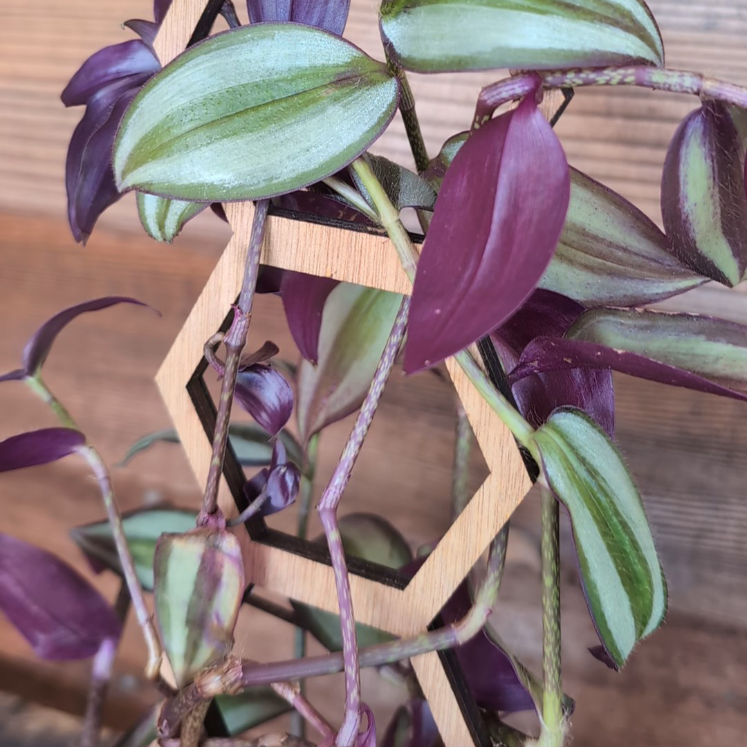 Decorative Plant Trellis